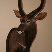 Nyala