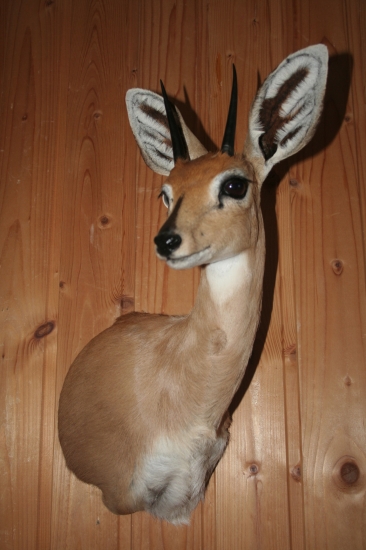 Steenbok