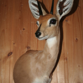 Steenbok