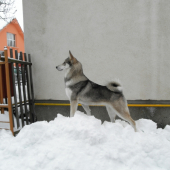 zima 2010