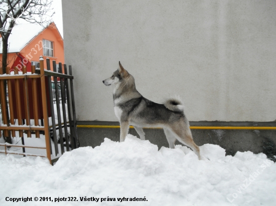 zima 2010
