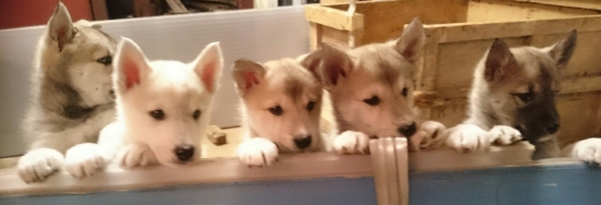 Male zapadosibirske lajky - Sibirske hviezdy