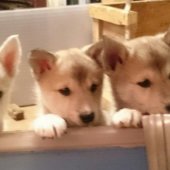 Male zapadosibirske lajky - Sibirske hviezdy