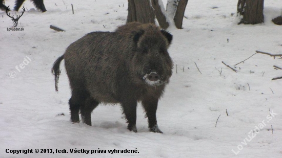 Prekvapenie pri dnešnej prechádzke.