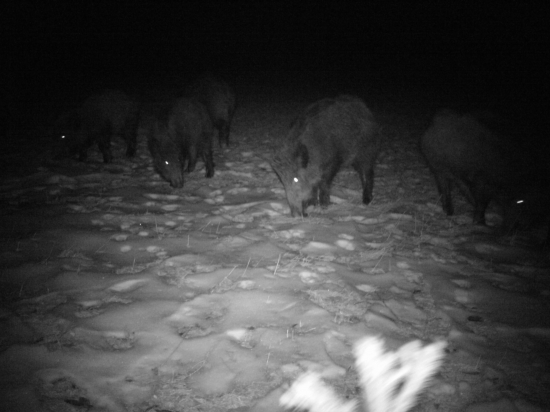 Diviaky na krmelišti