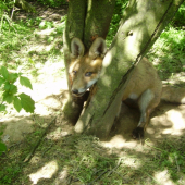 Líška zaseknutá medzi stromami