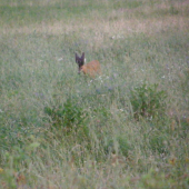 ešte raz srnec parochniar