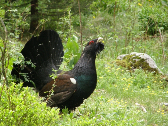 hlucháň