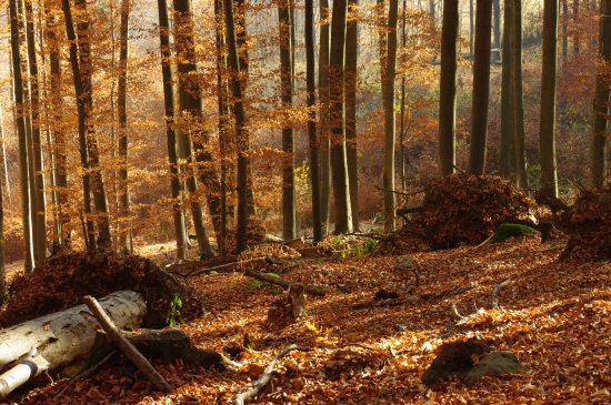 jeseň sa nám vyfarbila