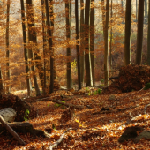 jeseň sa nám vyfarbila