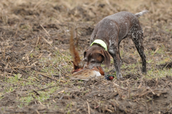 Polovačka na bažanty