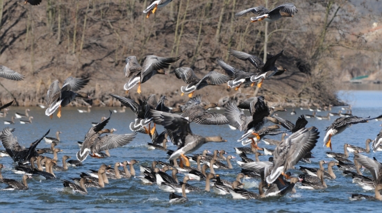 hus divá,siatinná,bieločelá