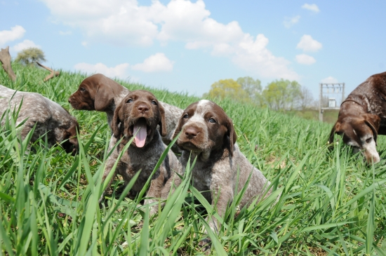 hľadáme majiteľov
