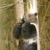 Medvedia ruja