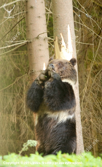 Medvedia ruja