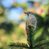 labťuška s úlovkom