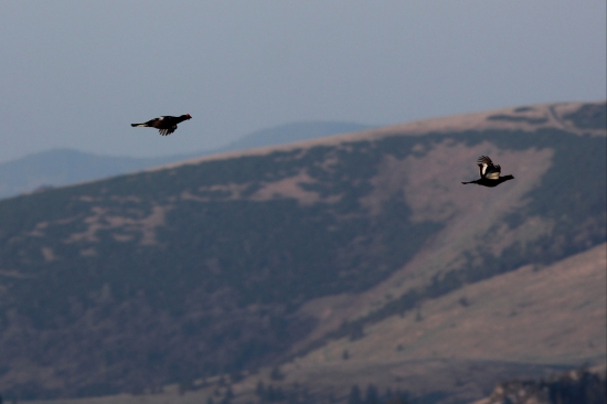 holniaky na svitaní