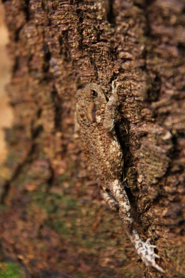 dokonalá kamufláž