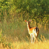 danielka
