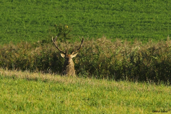 jeleň