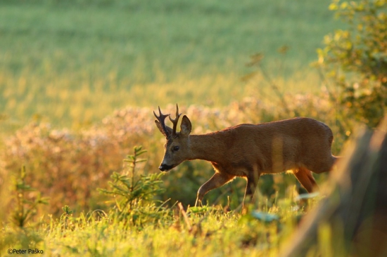 stretnutie v rúbani