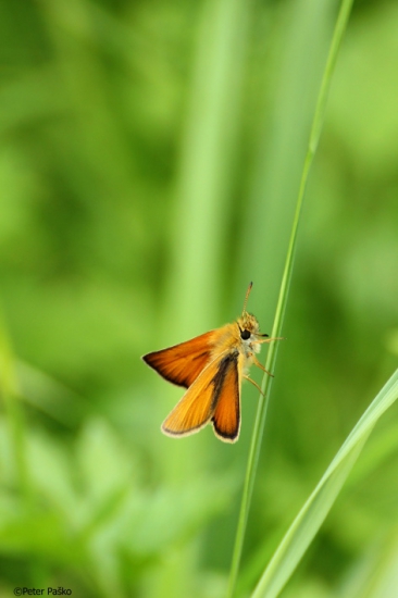 súmračník metlicový