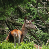 kráľovná horských smrečín