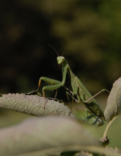 Mantis religiosa