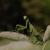 Mantis religiosa