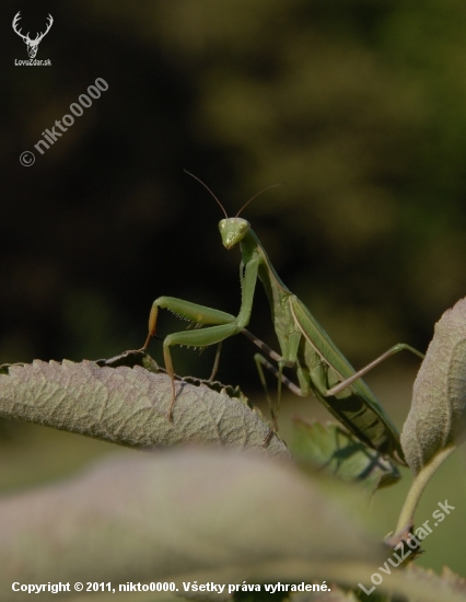 Mantis religiosa