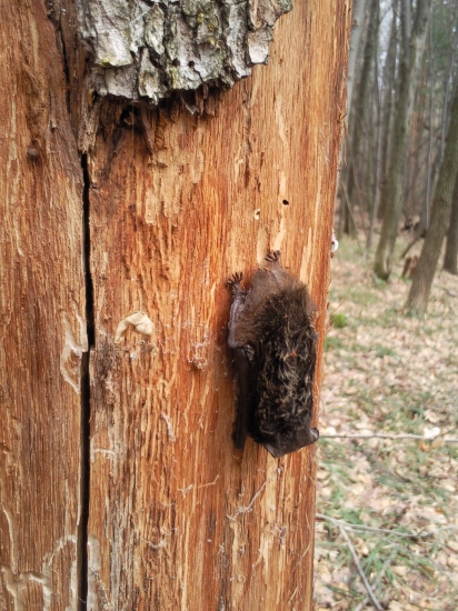 netopierik vo februari