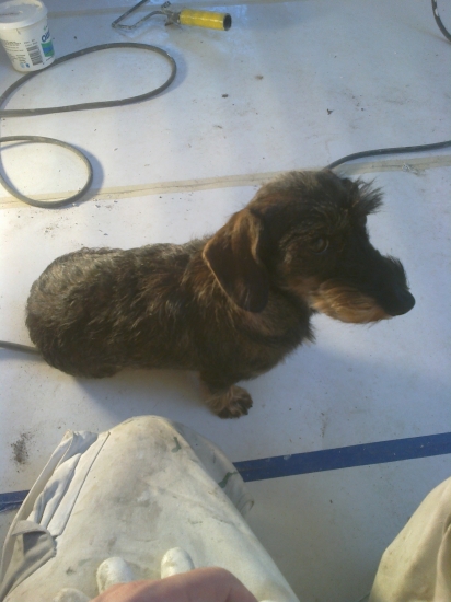 nova pomocnicka na stavbe :D