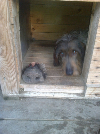 komfort v budke :) zastrcka na 220 V :D