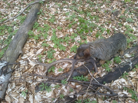 prvy pohlad k fotke ID-235659