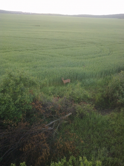 mlade ucho :)este bez :)