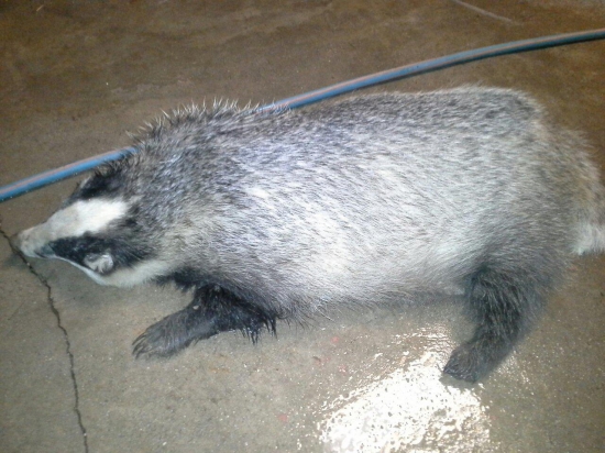 Macek :)