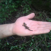 mini salamka :)