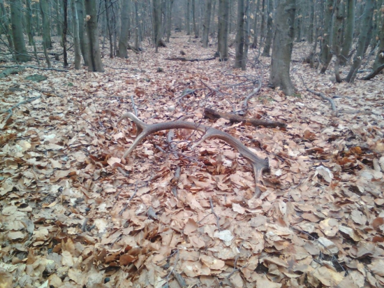 na piatom prieseku v mladine.