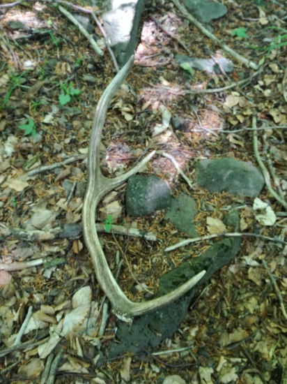 Dalsi 0,35kg gigant :)