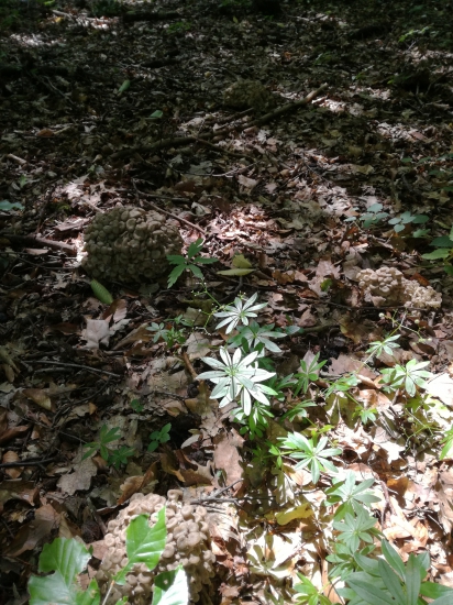 Kolko ich tam je :) ?