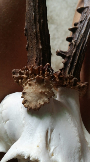 detail .....
