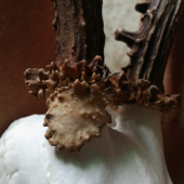 detail .....