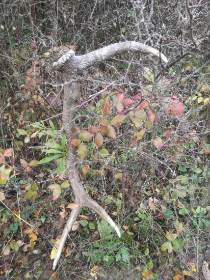 Dohladany po 8 mesiacoch par k ID:311780