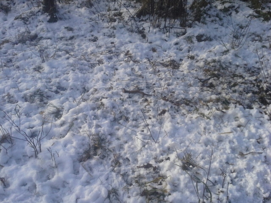 Co do lesa das to ti les vrati