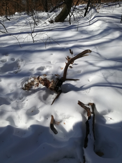 Praca špecialistov vlkov