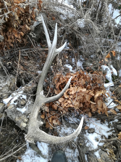 Ročný ,ale potesil pekne