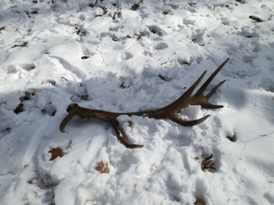 Čerstvý 16-torak 2,20 kg