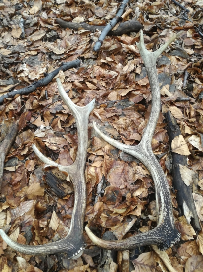 Ročné,ale potesili.....