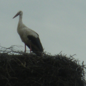 bocian prišiel z lovu