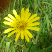kvet